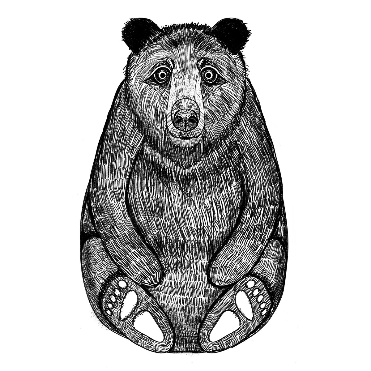 Read more about the article Black Bear