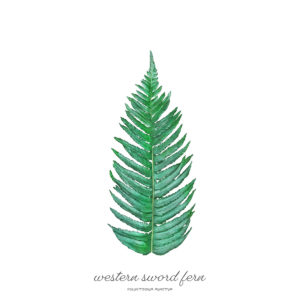 Read more about the article Western Sword Fern /  Polystichum munitum