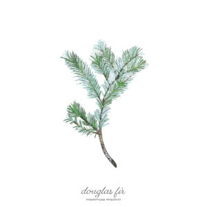 Read more about the article Douglas Fir  / Pseudotsuga Menziesii
